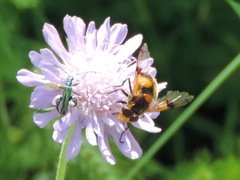 Volucella inflata