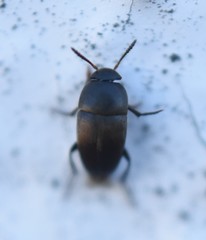 Ptomaphagus