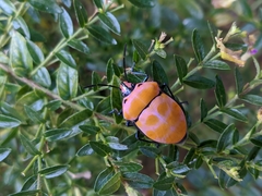 Poecilocoris rufigenis