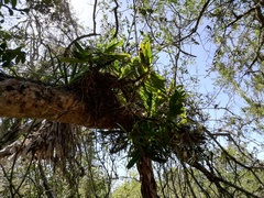 Tridactyle bicaudata