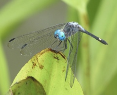 Micrathyria atra