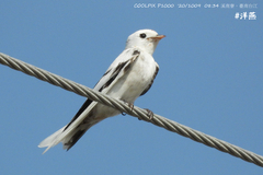 Hirundo tahitica