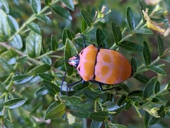 Poecilocoris rufigenis