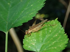 Mistshenkoana gracilis