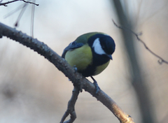 Parus major