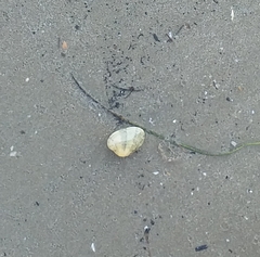 Ruditapes decussatus