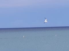 Thalasseus sandvicensis