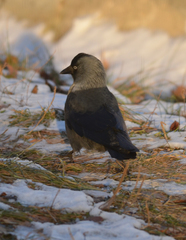 Corvus monedula