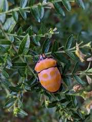 Poecilocoris rufigenis