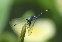 Nephepeltia phryne