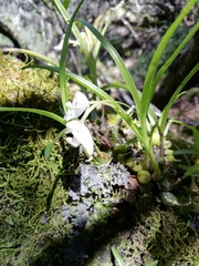 Polystachya ottoniana