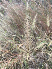 Setaria scheelei
