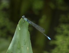 Acanthagrion lancea