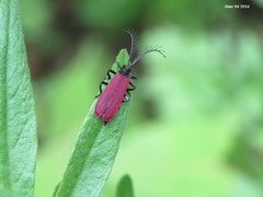 Macrolycus flabellatus