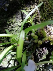 Polystachya ottoniana