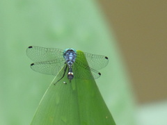 Nephepeltia phryne