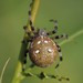 Four-spot Orbweaver - Photo (c) Jakob Fahr, some rights reserved (CC BY-NC), uploaded by Jakob Fahr