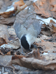 Poecile montanus