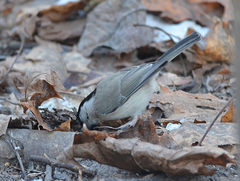 Poecile montanus