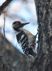 Dendrocopos leucotos