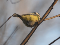 Cyanistes caeruleus