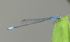 Acanthagrion gracile