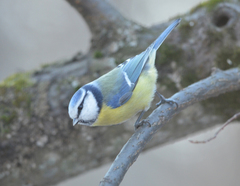 Cyanistes caeruleus