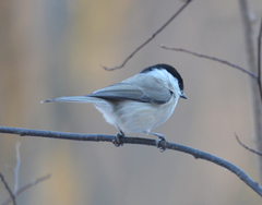 Poecile montanus
