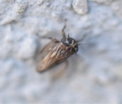 Agalliina