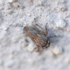 Agalliina