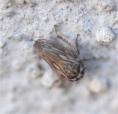 Agalliina