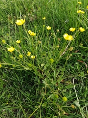 Ranunculus multifidus