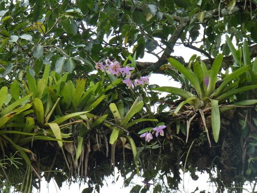 Cattleya harrisoniana, photograph 5