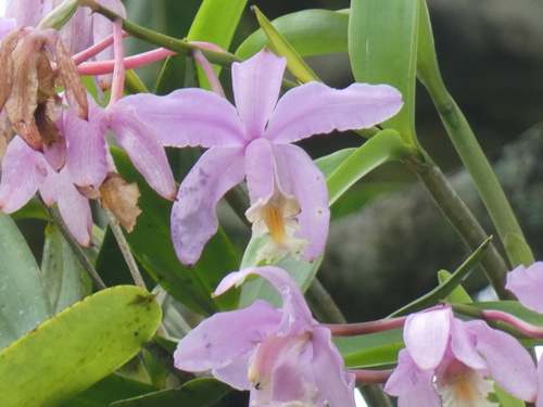 Cattleya harrisoniana, photograph 6
