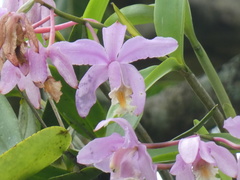 Cattleya harrisoniana