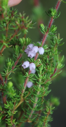 Image of Erica canescens by (c) Tony Rebelo, some rights reserved (CC BY-SA)