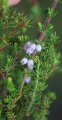 Erica canescens