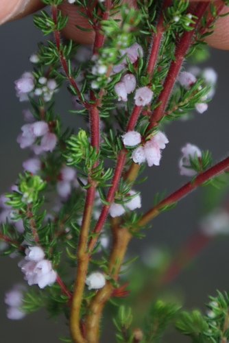 Hoary Heath (Erica canescens)