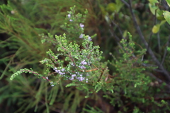 Erica canescens