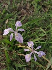 Moraea simulans