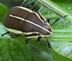 Agonosoma flavolineatum