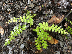 Adiantum meishanianum