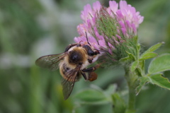 Bombus consobrinus
