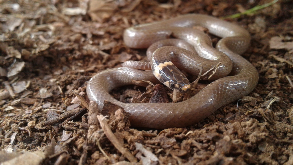 Bocourt's Black-Headed Snake