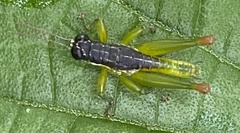Liebermannacris dorsualis