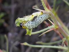 Euura ribesii