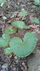 Micropleura renifolia