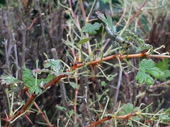 Euura ribesii