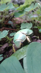 Chrysina laniventris