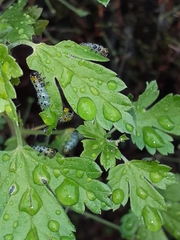 Euura ribesii